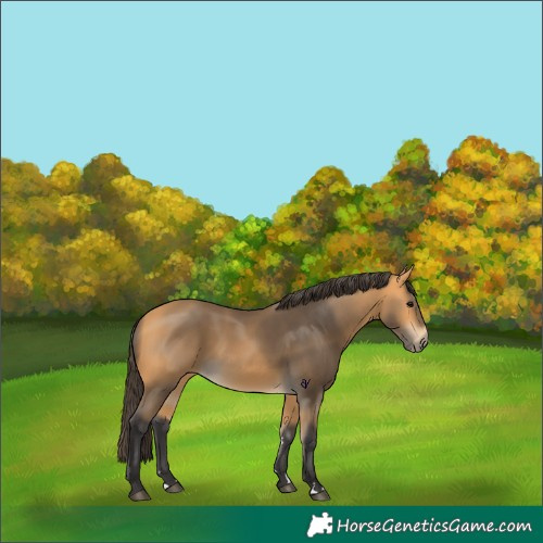 Horse Color:Buckskin 