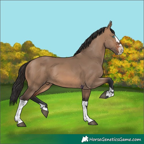 Horse Color:Brown Dun Splash Tobiano 