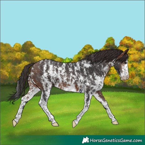 Horse Color:Brown Sabino 