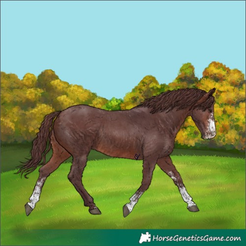 Horse Color:Chocolate Brown Sabino Rabicano 