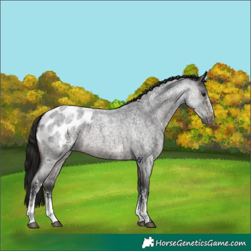 Horse Color:Gray Brown Roan Sabino Appaloosa 
