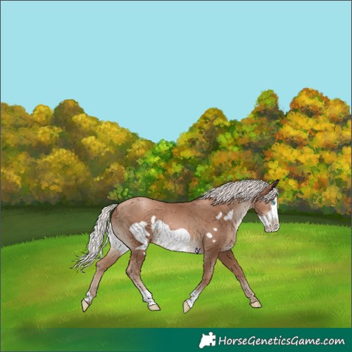 Horse Color:Silver Black Pearl Frame 