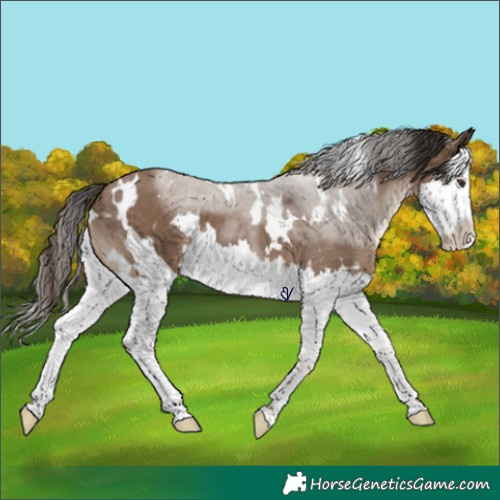 Horse Color:White Spotted Liver Red Dun Splash 
