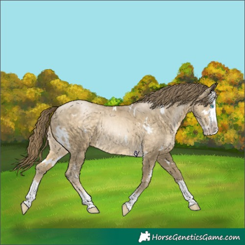 Horse Color:White Spotted Buckskin Pearl Splash 