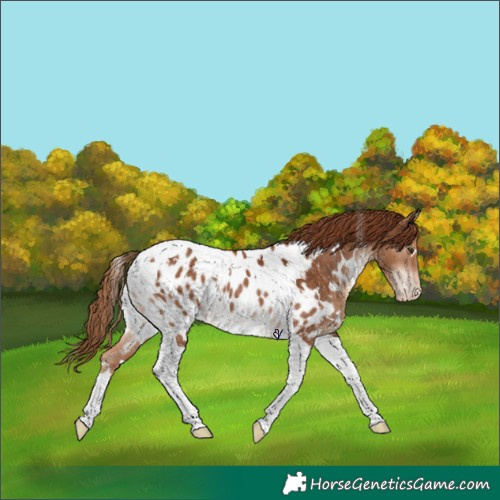 Horse Color:White Spotted Chestnut Tobiano Appaloosa 