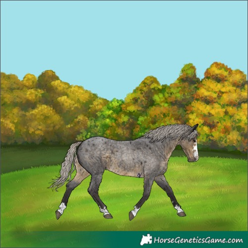 Horse Color:Silver Smoky Blue Roan