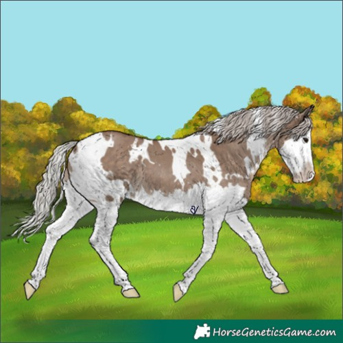 Horse Color:White Spotted Silver Grullo Splash 