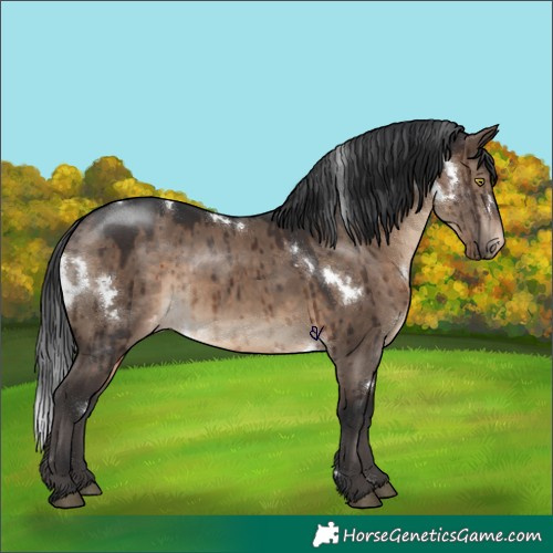 Horse Color:White Spotted Brown Dun Appaloosa Brindle 