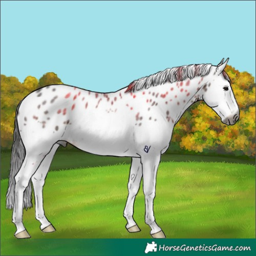 Horse Color:Gray Brown Roan Splash Leopard Rabicano 