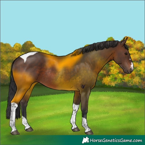 Horse Color:Brown Tobiano Rabicano