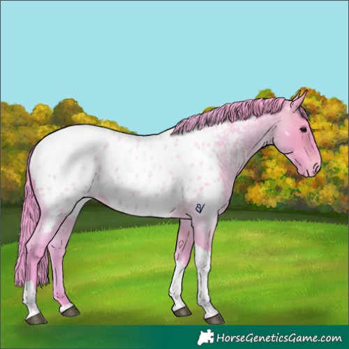 Horse Color:Watercolor Brown Roan Tobiano Near Leopard Rabicano 