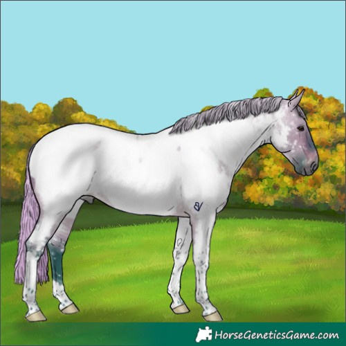 Horse Color:Gray Watercolor Silver Brown Roan Dun Tobiano Appaloosa 