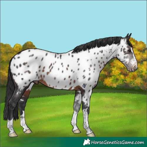 Horse Color:Brown Near Leopard Rabicano 
