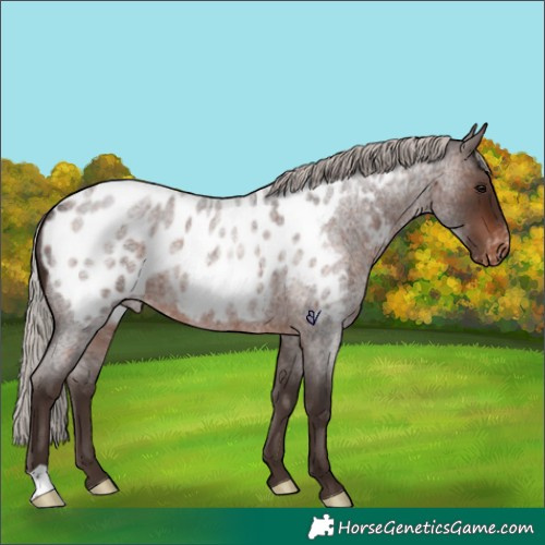 Horse Color:Silver Brown Roan Appaloosa Rabicano