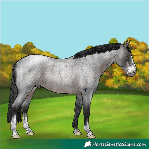 Horse Color:Gray Brown Roan Sabino Rabicano 