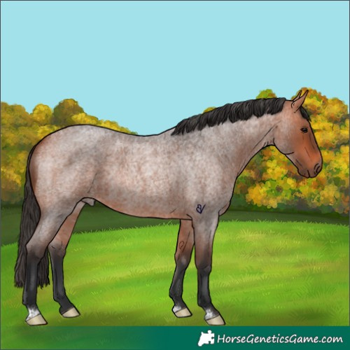 Horse Color:Bay Roan Rabicano 