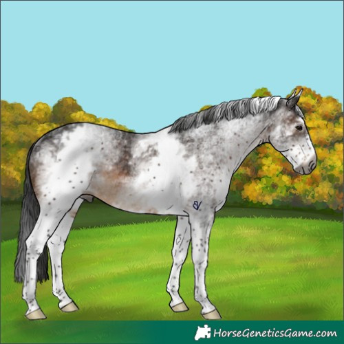 Horse Color:Gray White Spotted Brown Rabicano