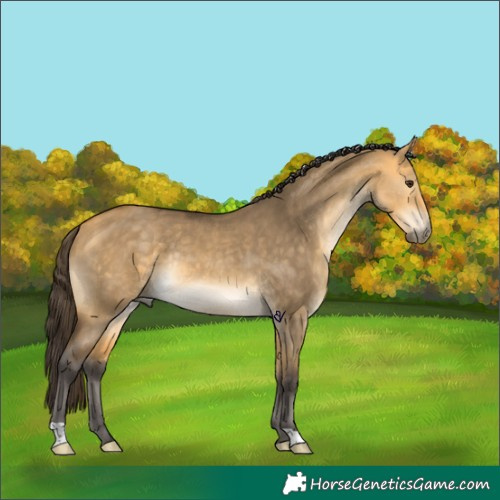 Horse Color:Buckskin Dun Rabicano 