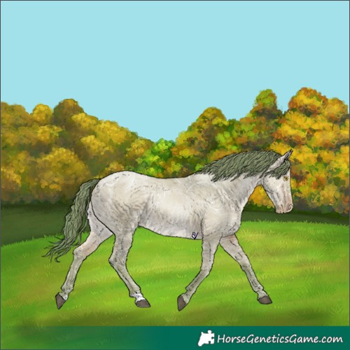 Horse Color:Watercolor Brown Ice Pearl Dun Rabicano 