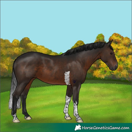 Horse Color:Gray Brown Tobiano Rabicano 