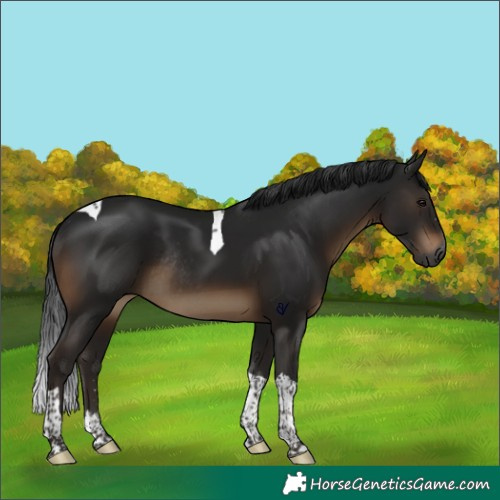 Horse Color:Gray Brown Tobiano Rabicano