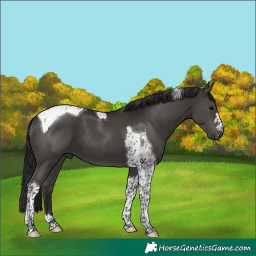 Horse Color:Gray Black Tobiano 