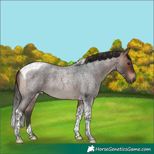 Horse Color:Bay Roan Tobiano Rabicano