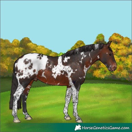 Horse Color:White Spotted Brown Tobiano Appaloosa Rabicano 