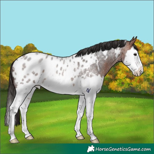 Horse Color:White Spotted Bay Roan Splash Near Leopard Rabicano 