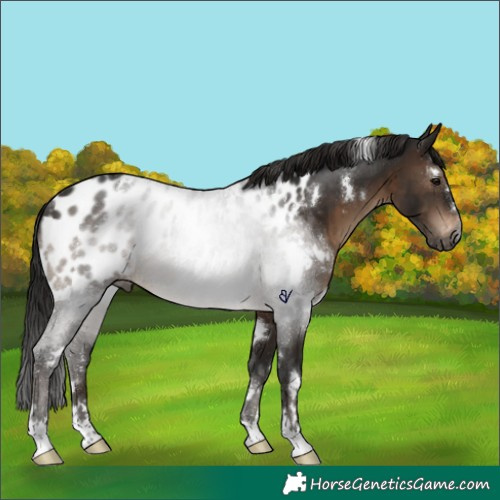 Horse Color:Gray White Spotted Brown Near Leopard Rabicano