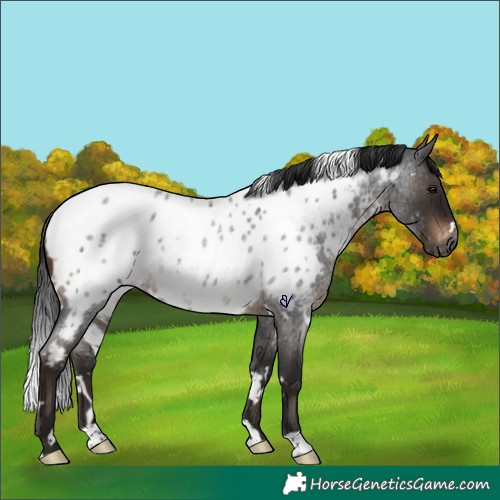 Horse Color:Gray White Spotted Brown Roan Near Leopard Rabicano