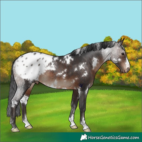 Horse Color:White Spotted Brown Appaloosa Rabicano 
