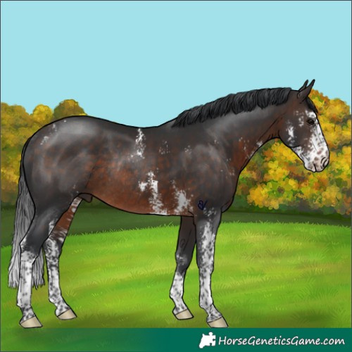 Horse Color:Brown Sabino Rabicano