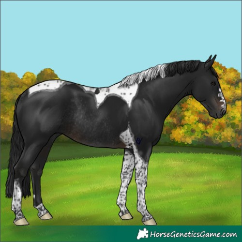 Horse Color:Gray Brown Tobiano Rabicano 