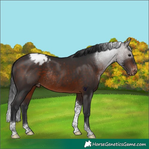 Horse Color:Brown Tobiano Appaloosa Rabicano 
