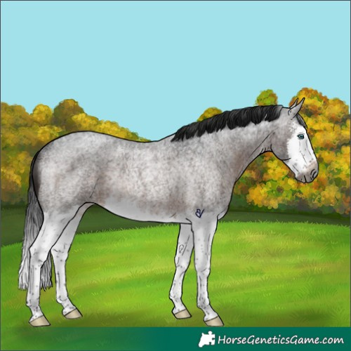 Horse Color:Gray Brown Roan Sabino Splash Rabicano