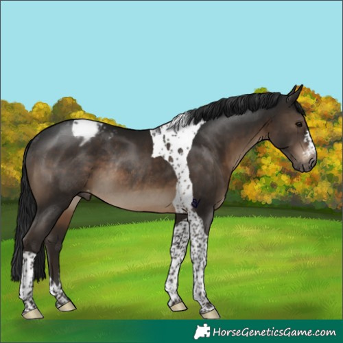 Horse Color:Gray Brown Tobiano Appaloosa Rabicano