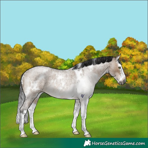 Horse Color:Gray White Spotted Bay Roan Dun Splash Rabicano