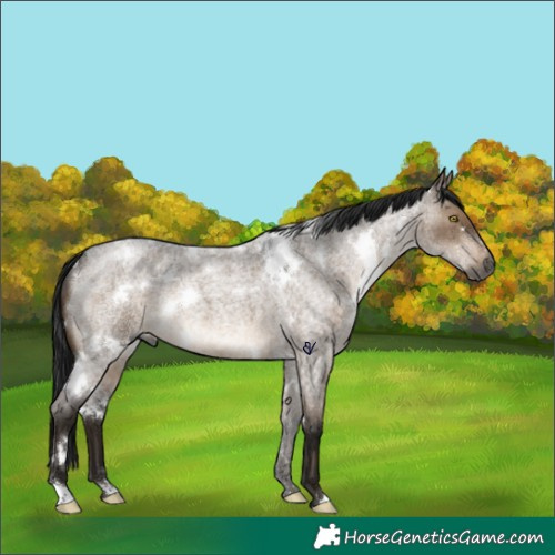 Horse Color:Gray White Spotted Brown Roan Dun Rabicano 
