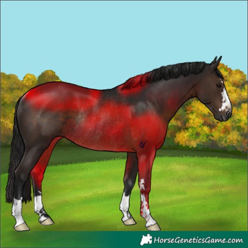 Horse Color:Gray Brown Rabicano 