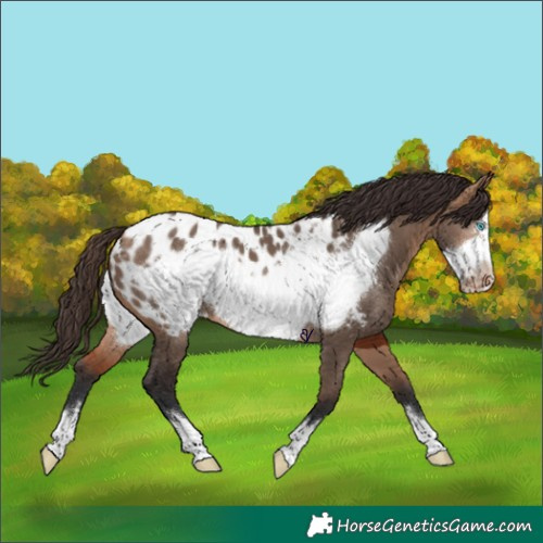 Horse Color:Bay Dun Frame Appaloosa 