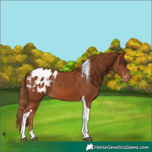 Horse Color:Chestnut Tobiano Appaloosa