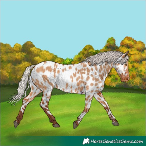 Horse Color:Silver Bay Dun Appaloosa Rabicano 
