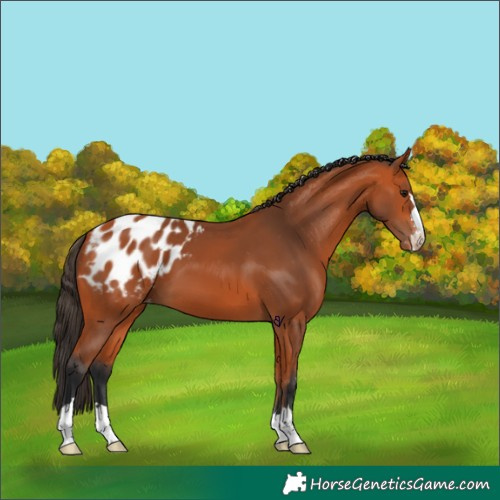 Horse Color:Bay Appaloosa