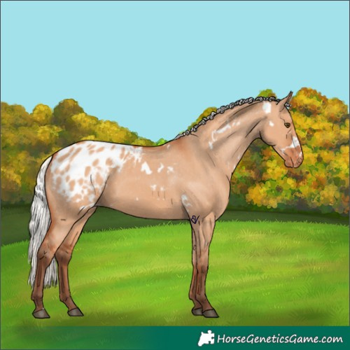 Horse Color:White Spotted Silver Bay Dun Appaloosa Rabicano