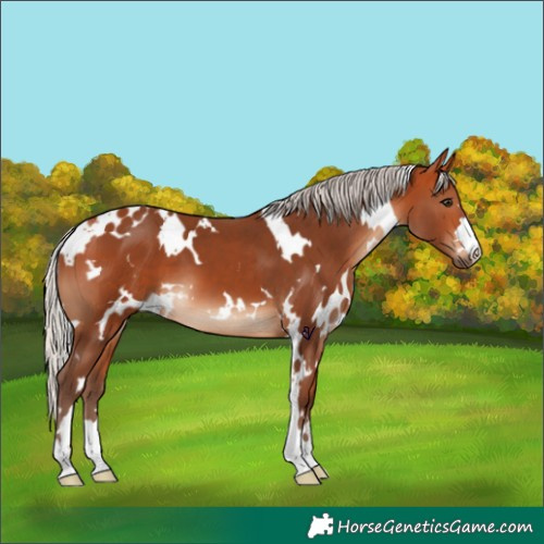 Horse Color:White Spotted Silver Bay