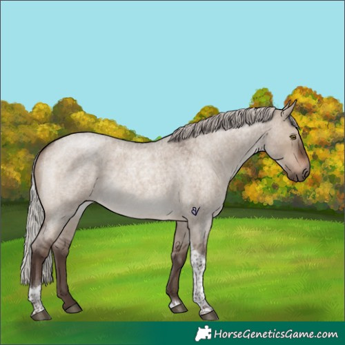 Horse Color:Silver Brown Roan Dun Tobiano Rabicano 