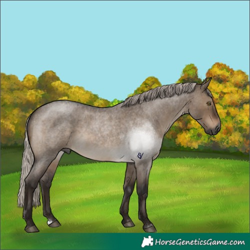 Horse Color:Gray Silver Brown Roan Dun Rabicano