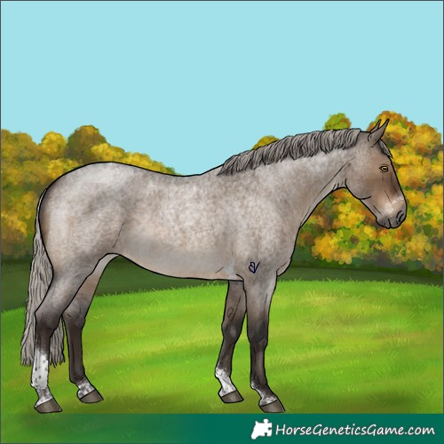 Horse Color:Gray Silver Brown Roan Dun Tobiano Rabicano