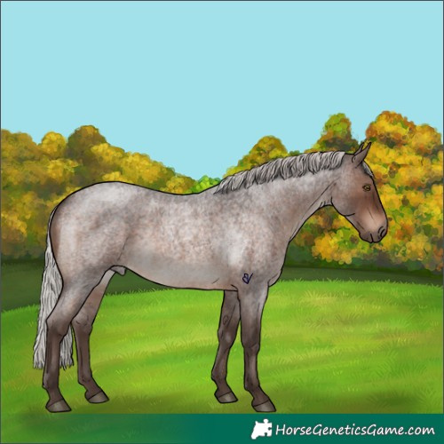 Horse Color:Silver Brown Roan Rabicano 